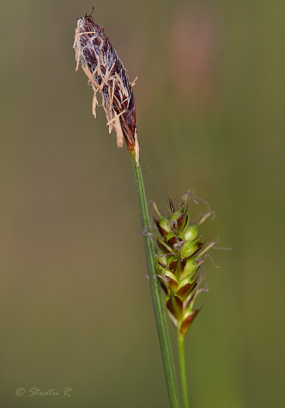 Image of Carex brevicollis specimen.