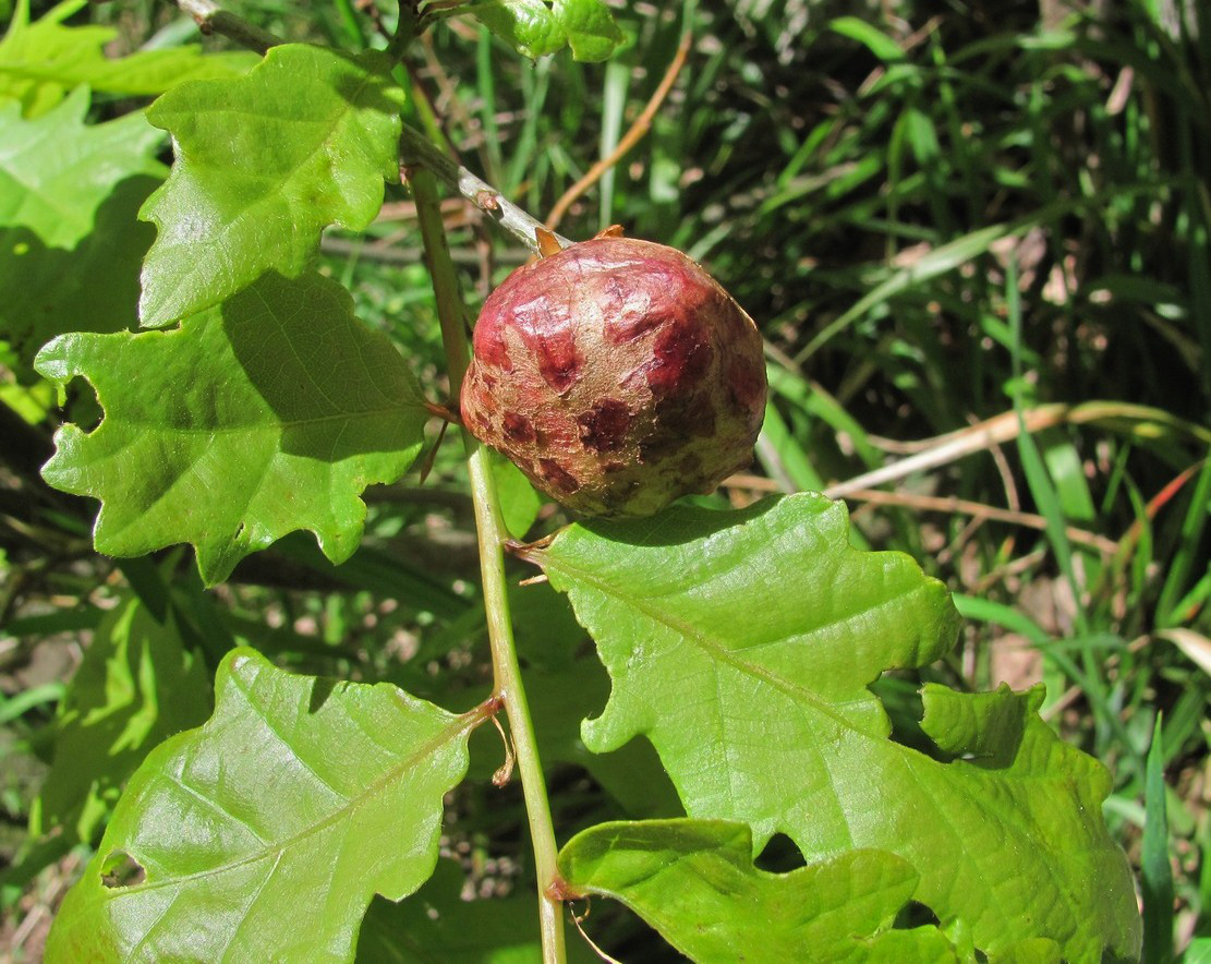 Image of Quercus petraea specimen.