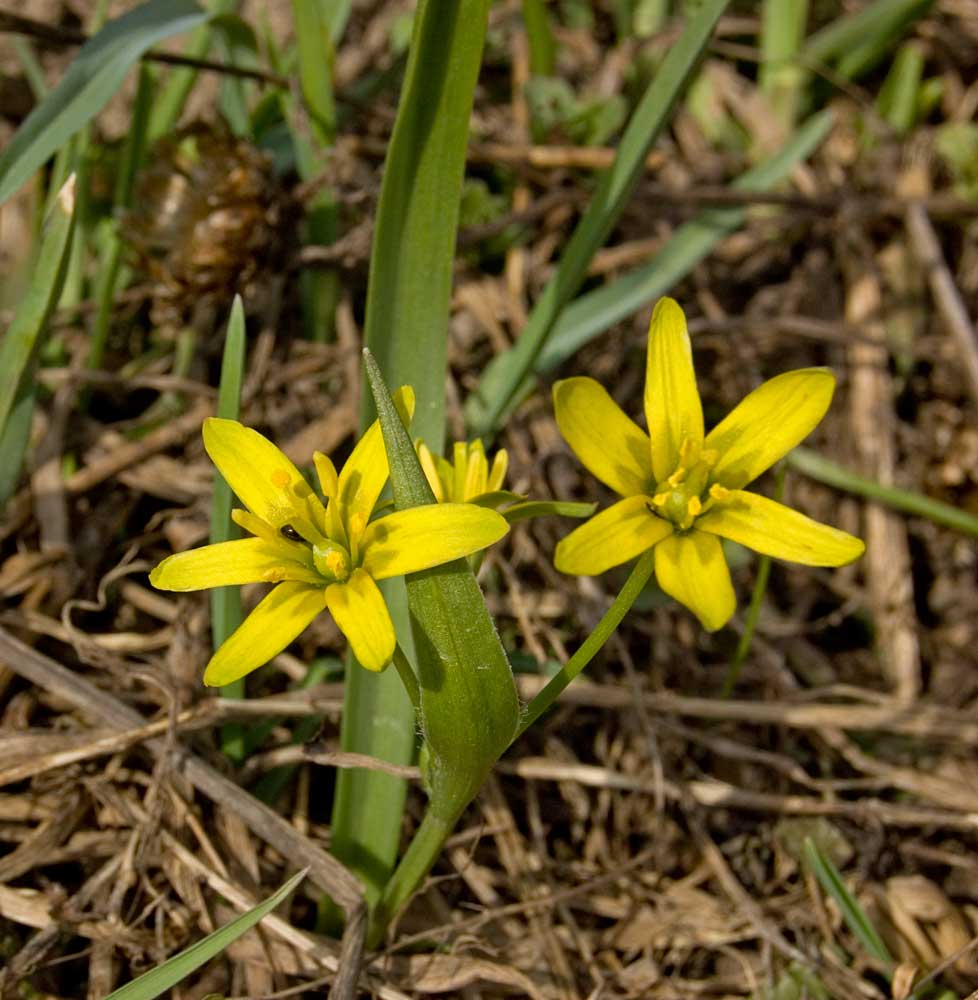 Image of Gagea lutea specimen.