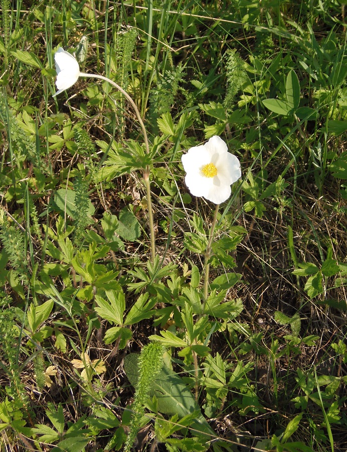 Изображение особи Anemone sylvestris.