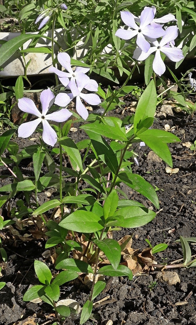 Image of Phlox divaricata specimen.