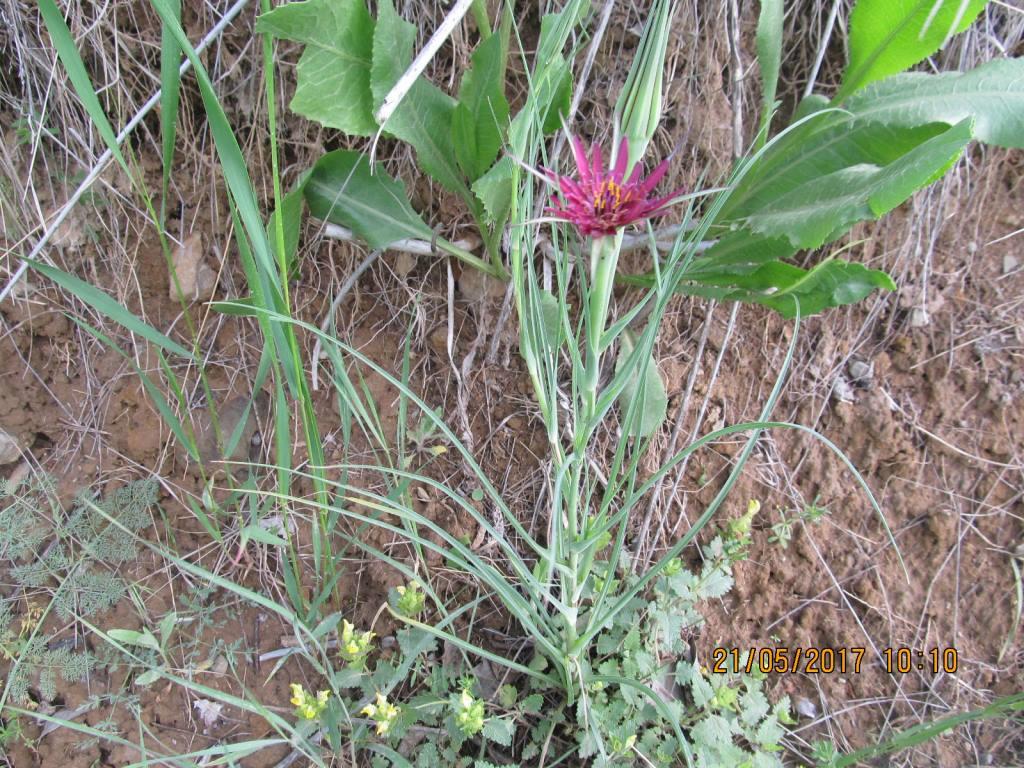 Image of Tragopogon pterocarpus specimen.