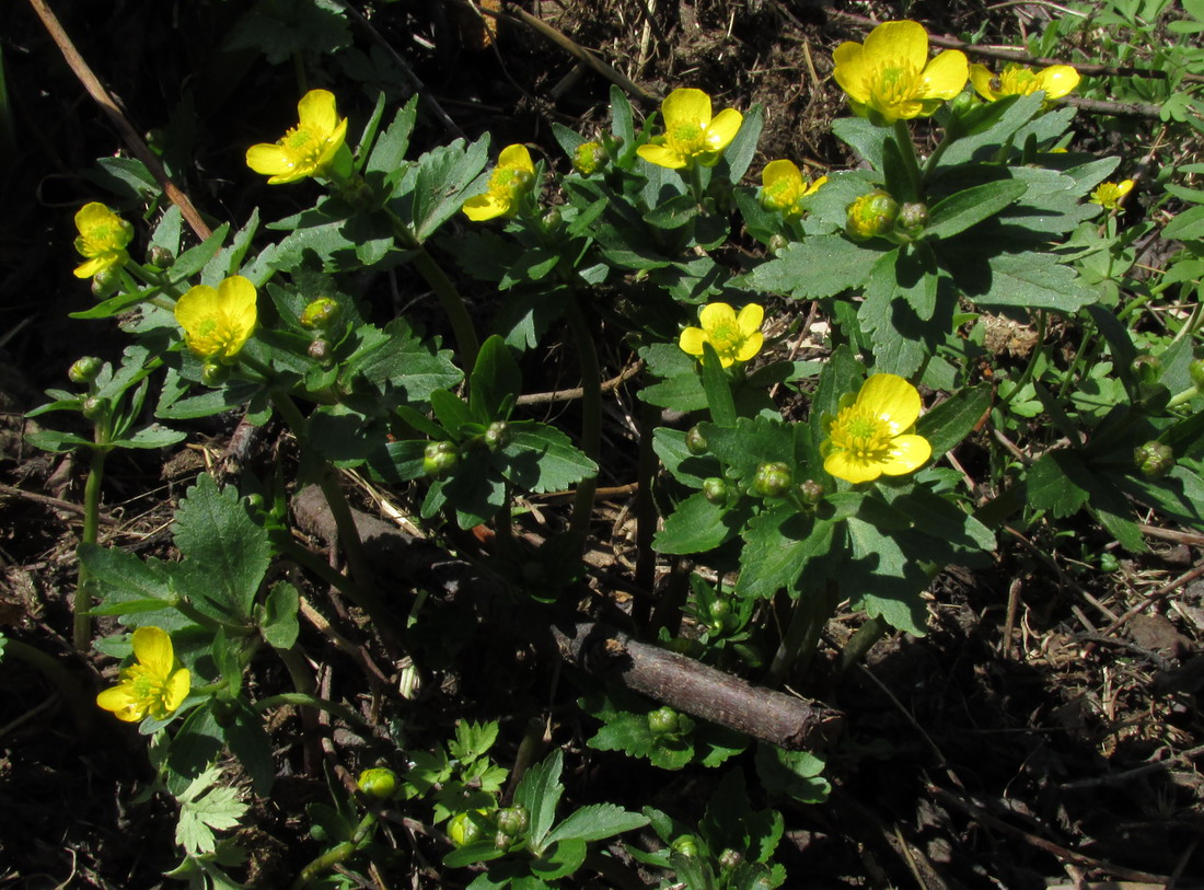 Изображение особи Ranunculus sobakus.