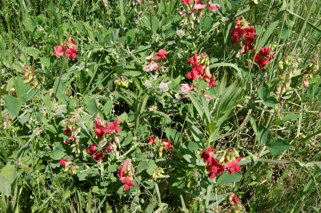 Изображение особи Lathyrus miniatus.