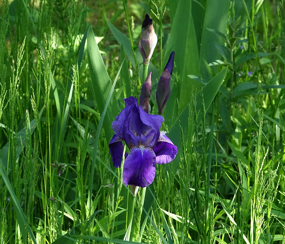 Image of Iris nyaradyana specimen.