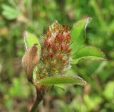 Trifolium striatum. Соплодие. Краснодарский край, Абинский р-н, окр. пос. Новый, луг на месте старой вырубки(?). 13.06.2017.