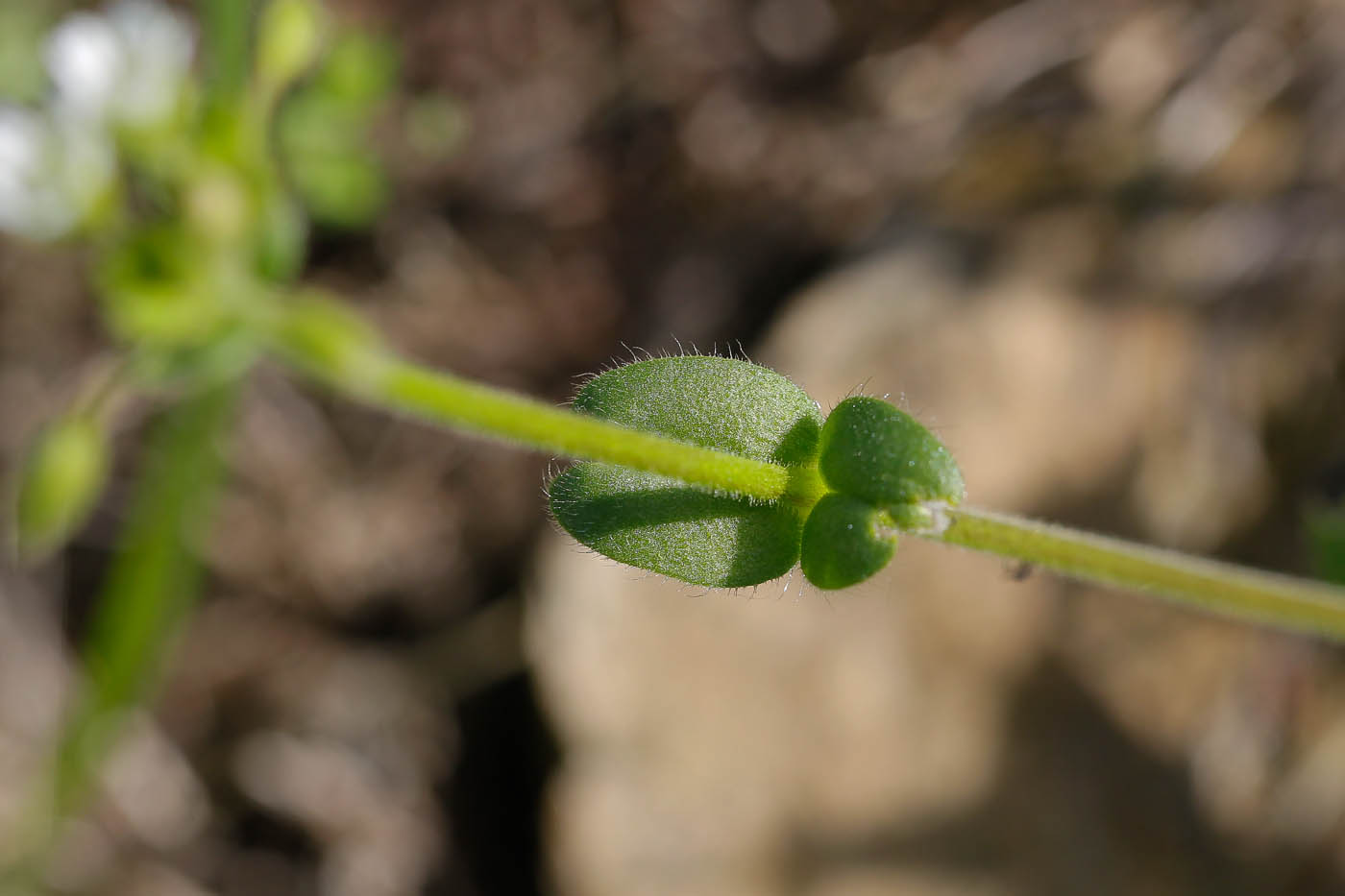 Изображение особи Cerastium holosteoides.