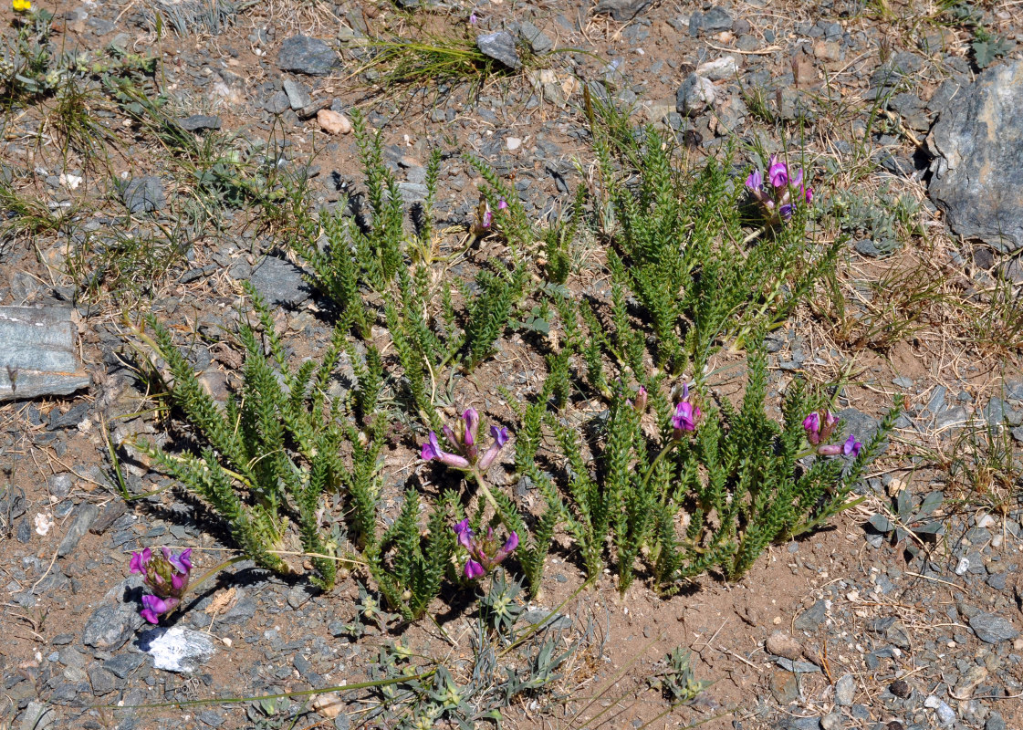 Image of Oxytropis trichophysa specimen.