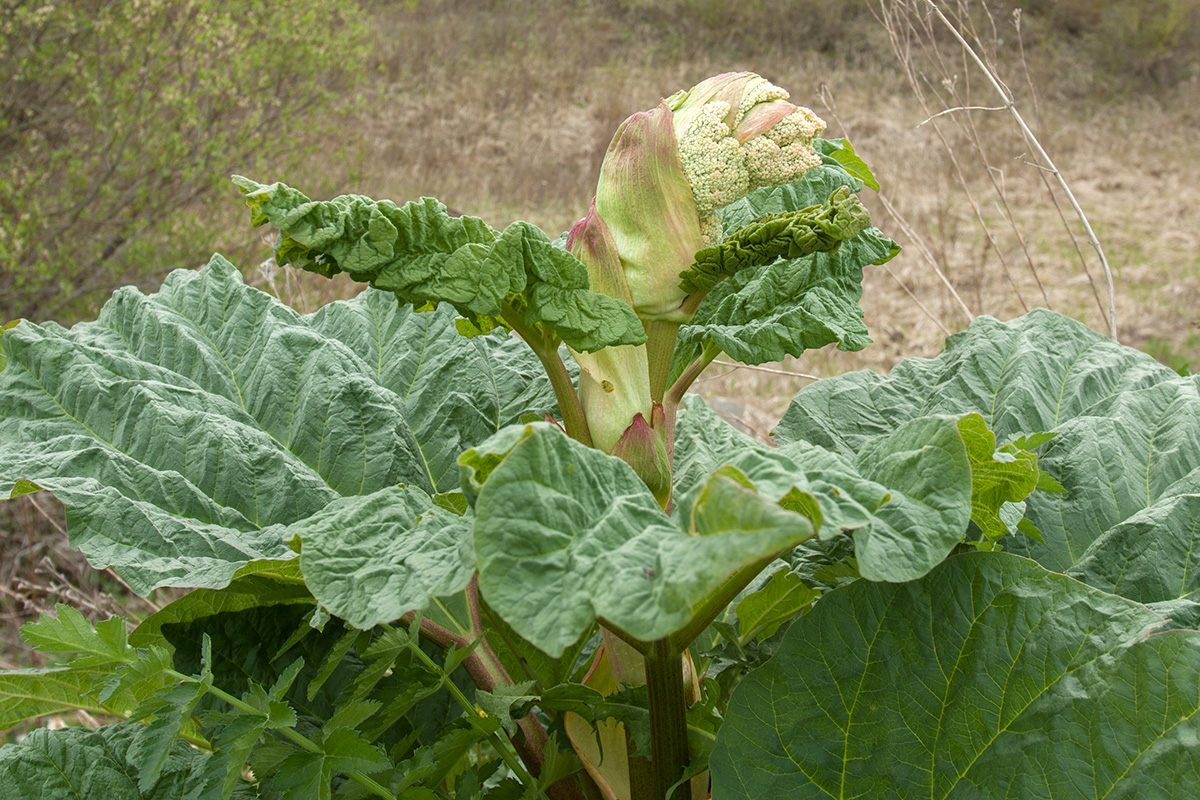 Изображение особи Rheum rhabarbarum.