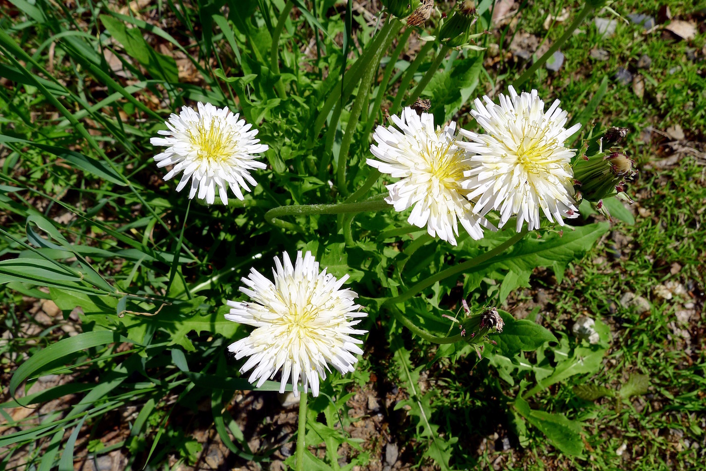 Изображение особи Taraxacum coreanum.