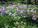 Cardamine quinquefolia