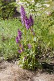 Dactylorhiza urvilleana