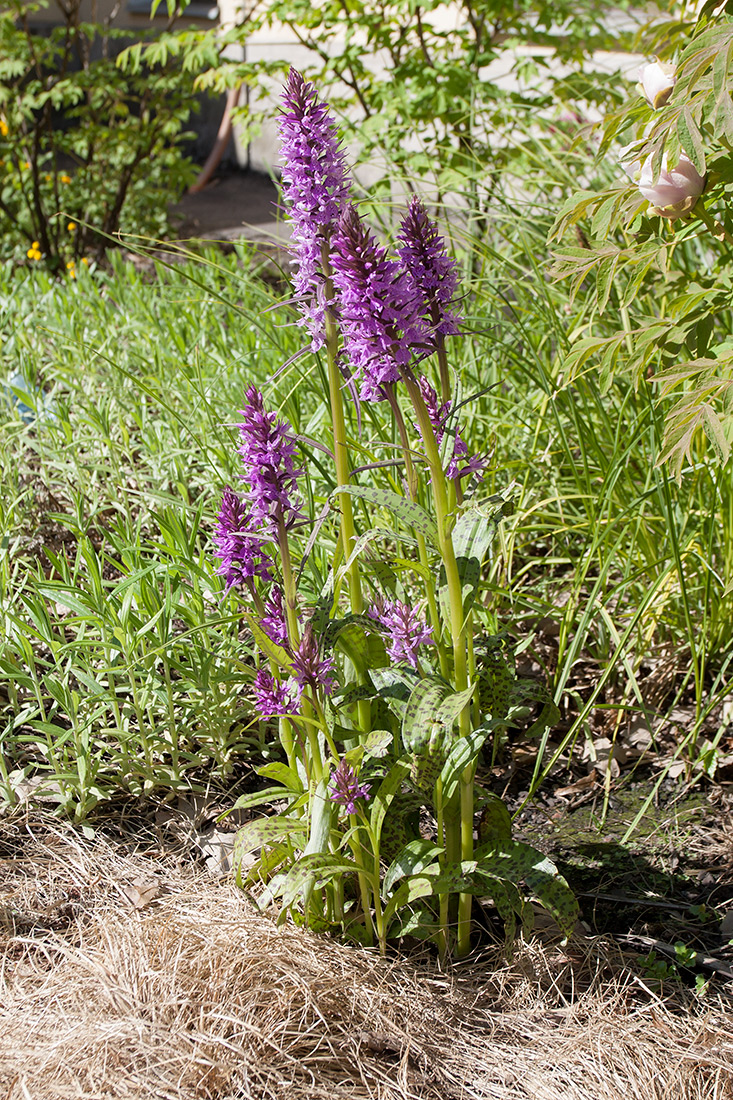 Image of Dactylorhiza urvilleana specimen.