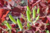 Oxalis stricta