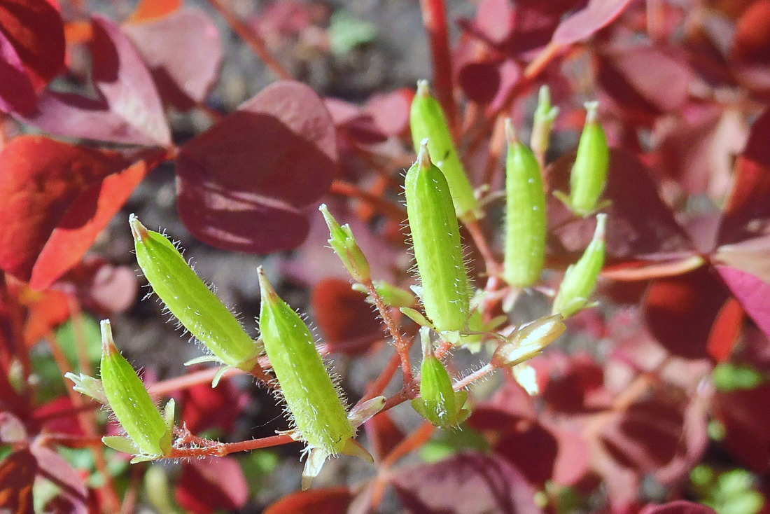 Image of Oxalis stricta specimen.