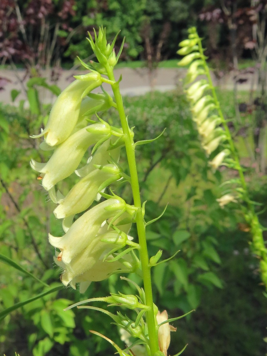 Изображение особи Digitalis lutea.