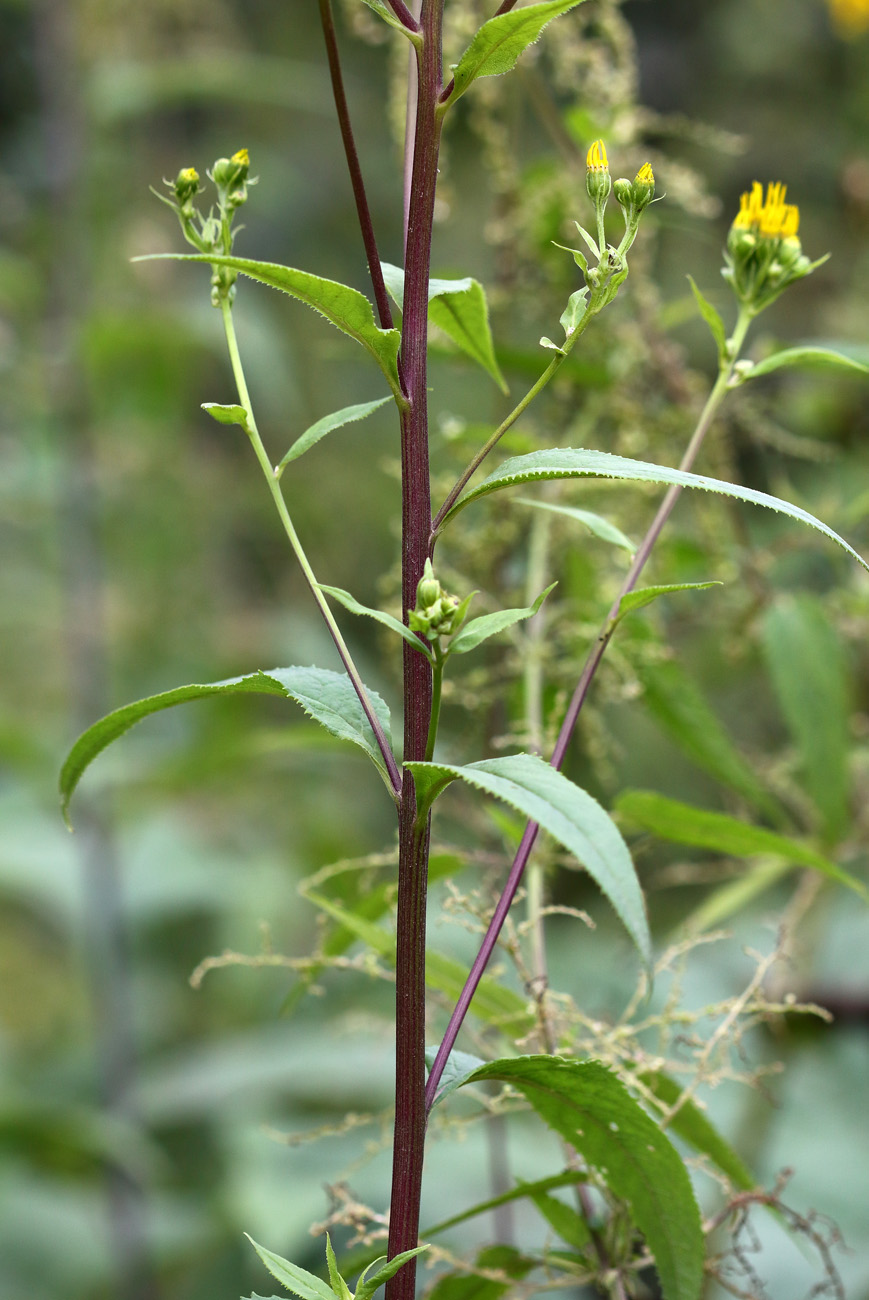 Изображение особи Senecio nemorensis.