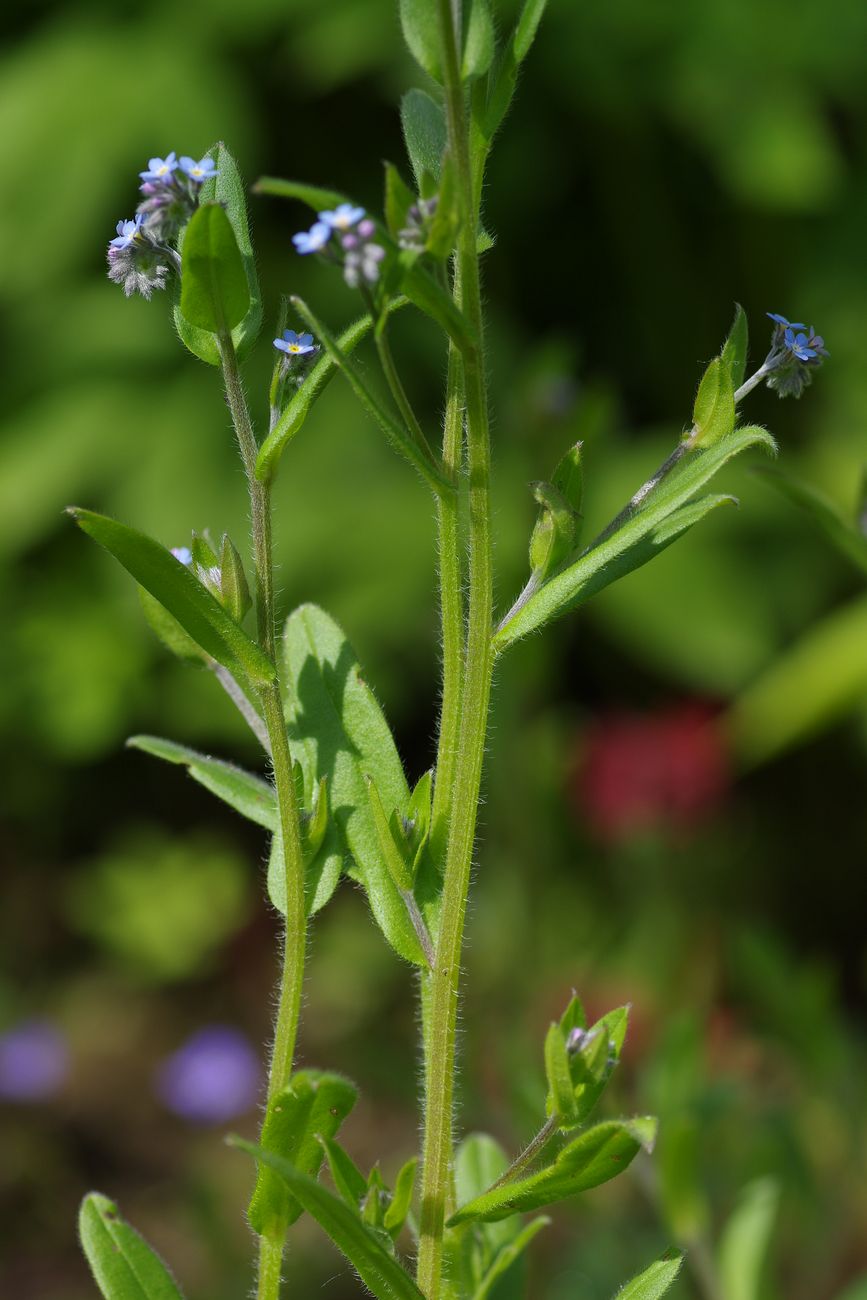 Изображение особи Myosotis arvensis.