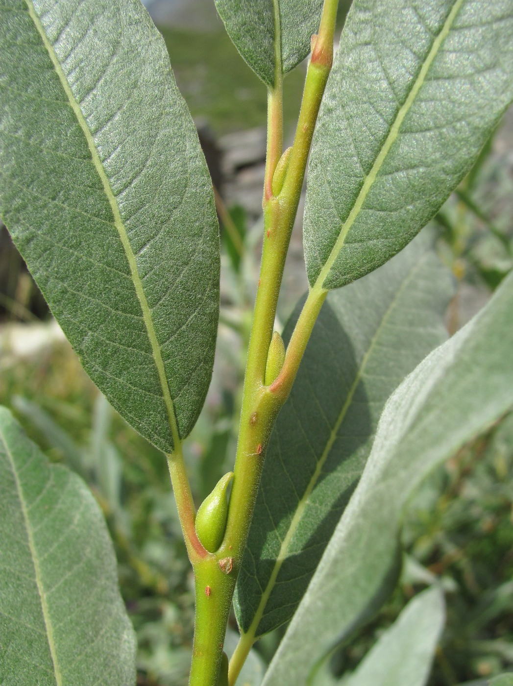 Изображение особи Salix pantosericea.