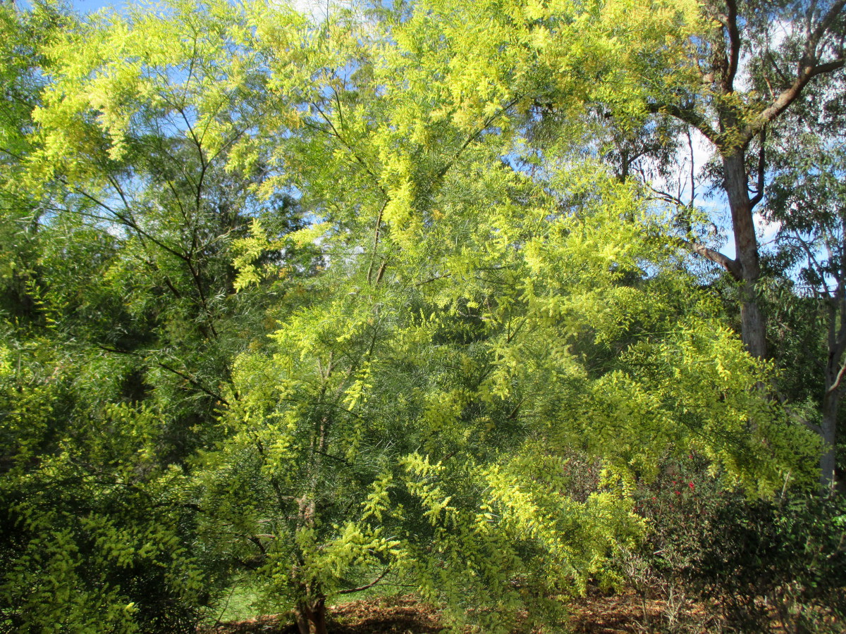 Изображение особи Acacia fimbriata.