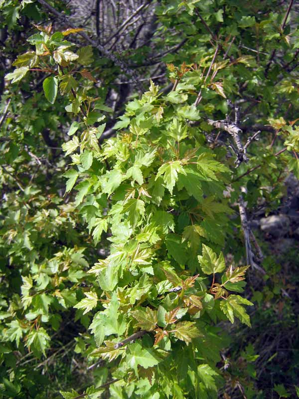 Image of Acer semenovii specimen.