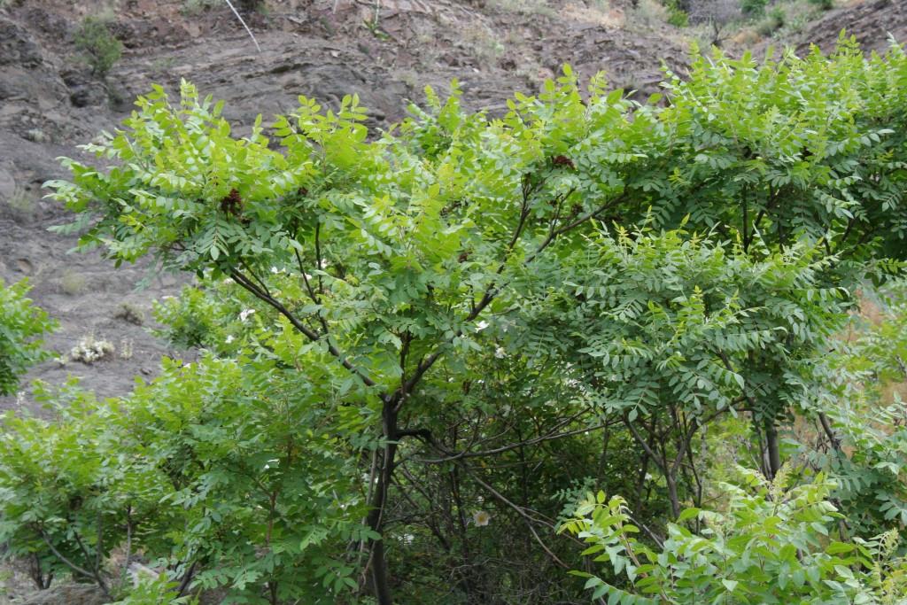 Изображение особи Rhus coriaria.