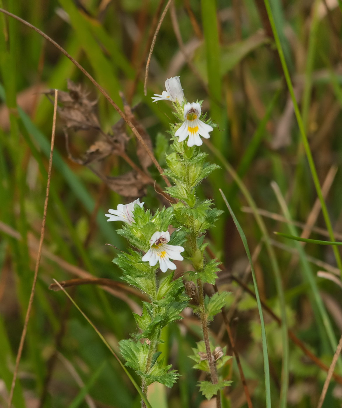 Image of Euphrasia fennica specimen.