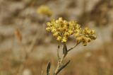 Helichrysum arenarium. Верхушка цветущего растения. Крым, г. Симферополь, кромка куэсты в окр. мкр-на Пневматика. 13.08.2017.