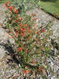 Grevillea depauperata