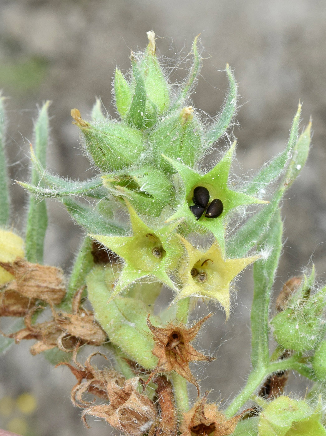 Image of Nonea melanocarpa specimen.