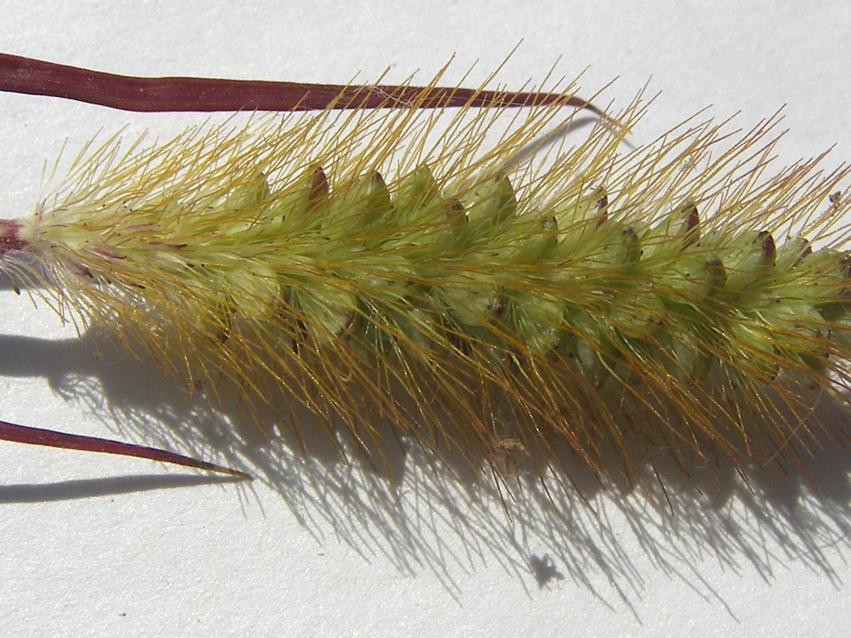 Image of Setaria pumila specimen.