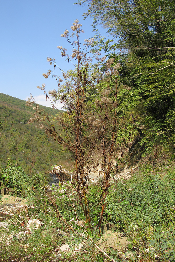 Image of Eupatorium cannabinum specimen.