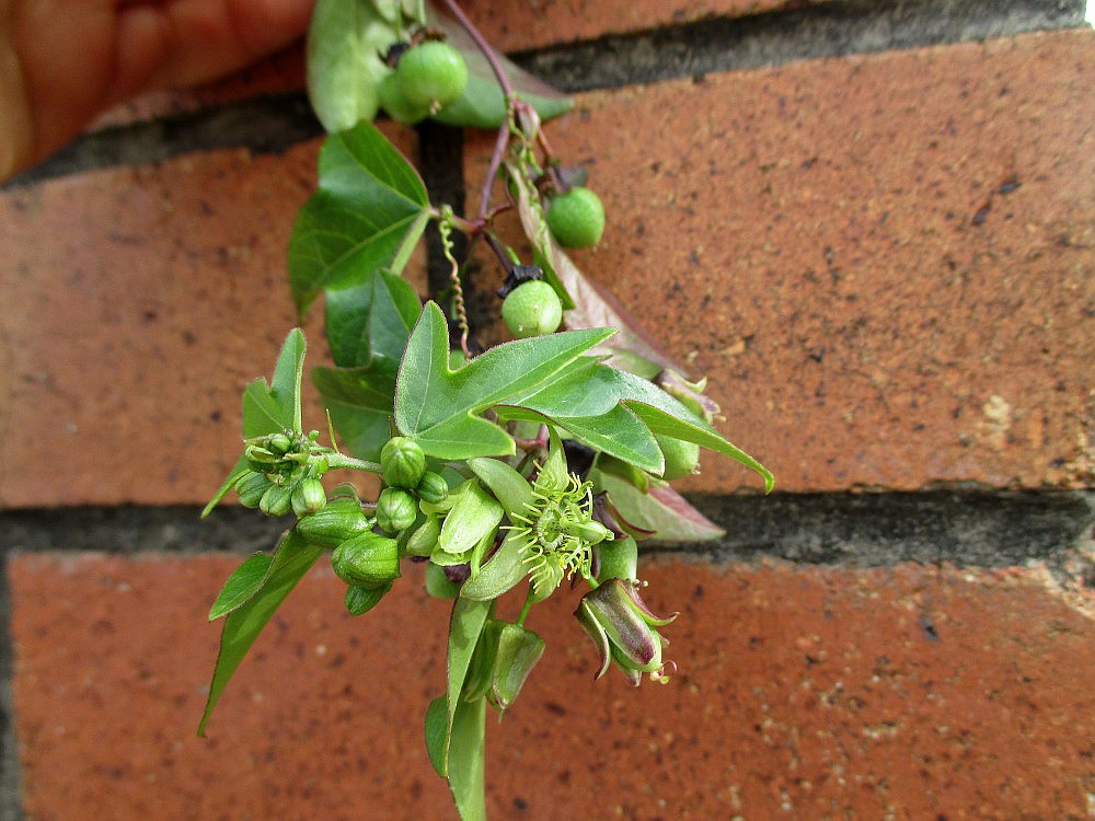 Изображение особи Passiflora suberosa.