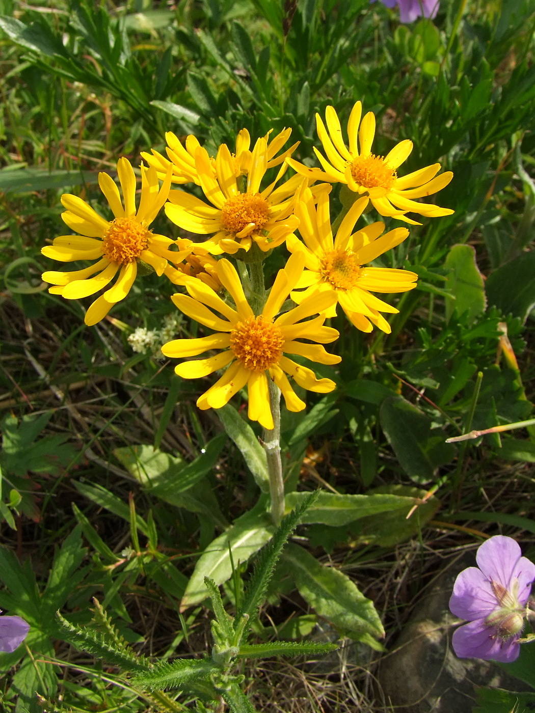 Image of Tephroseris integrifolia specimen.