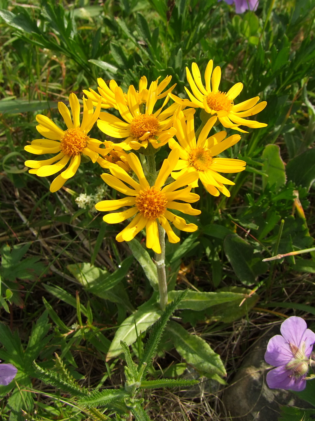 Изображение особи Tephroseris integrifolia.