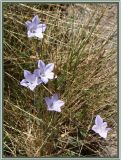 Campanula stevenii