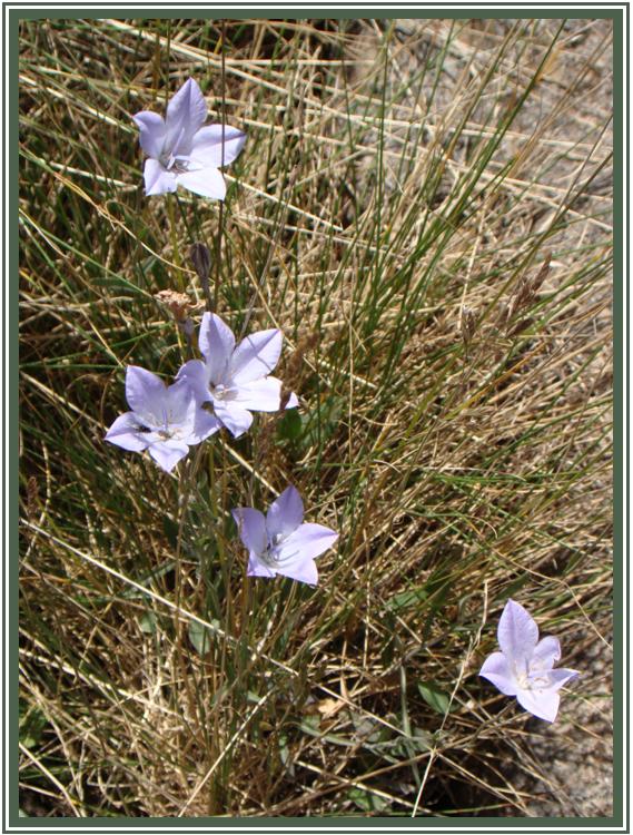 Image of Campanula stevenii specimen.