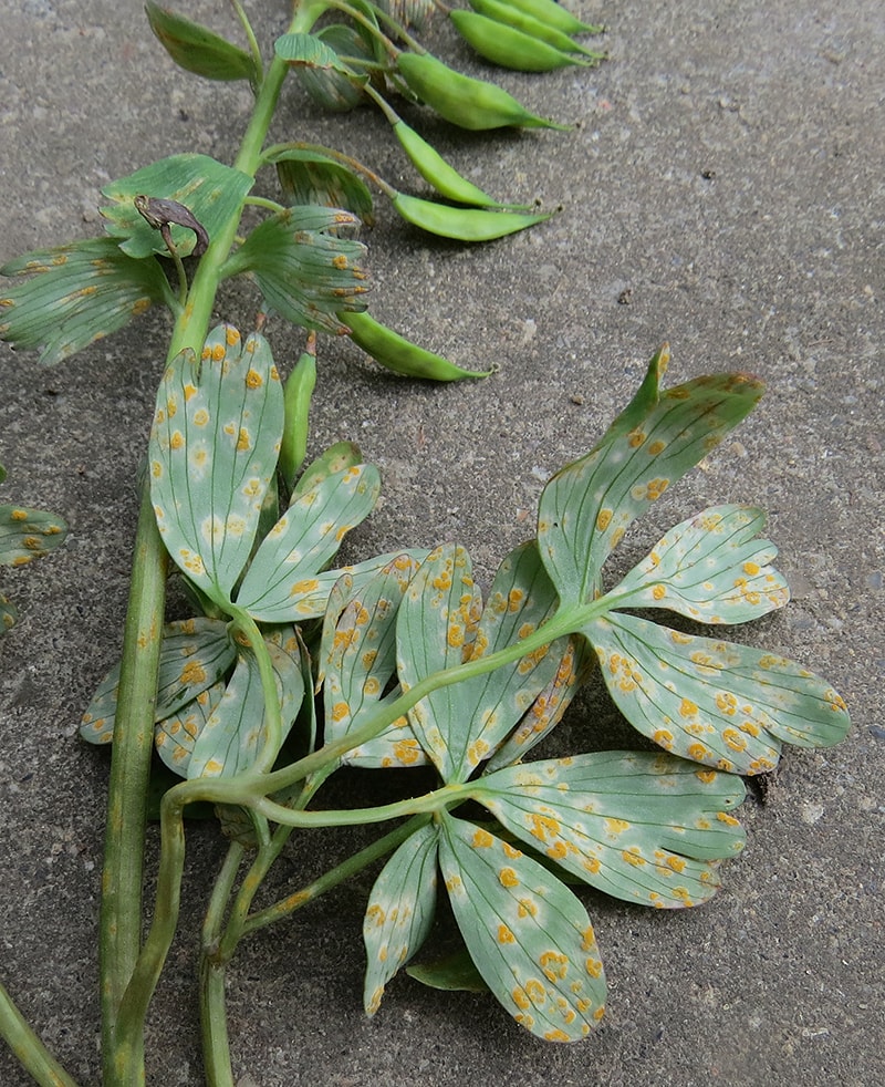 Image of Corydalis solida specimen.
