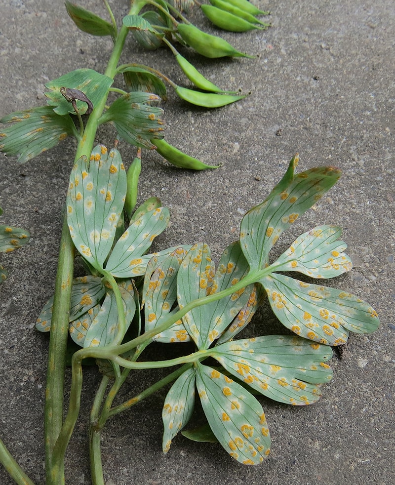 Изображение особи Corydalis solida.