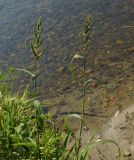 Echinochloa crus-galli