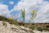 Genista tanaitica