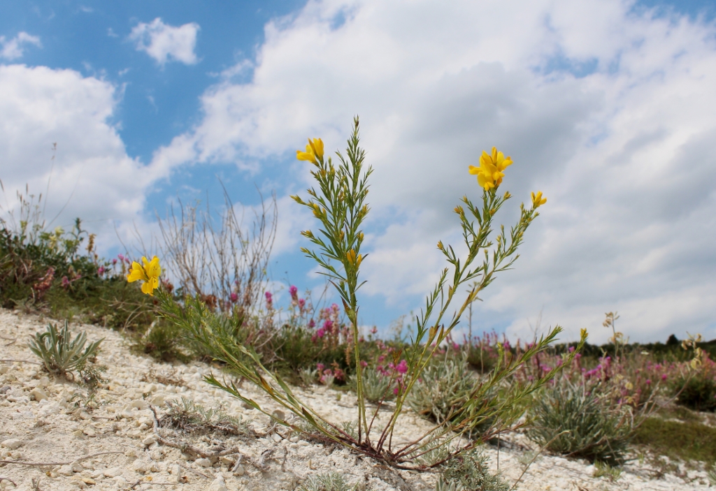 Изображение особи Genista tanaitica.