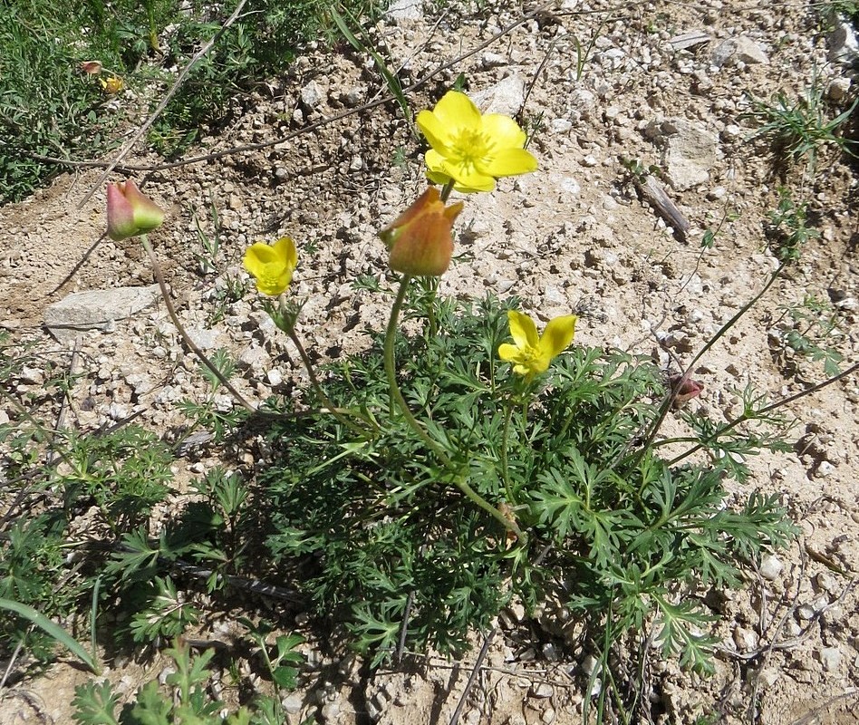 Изображение особи Anemone verae.