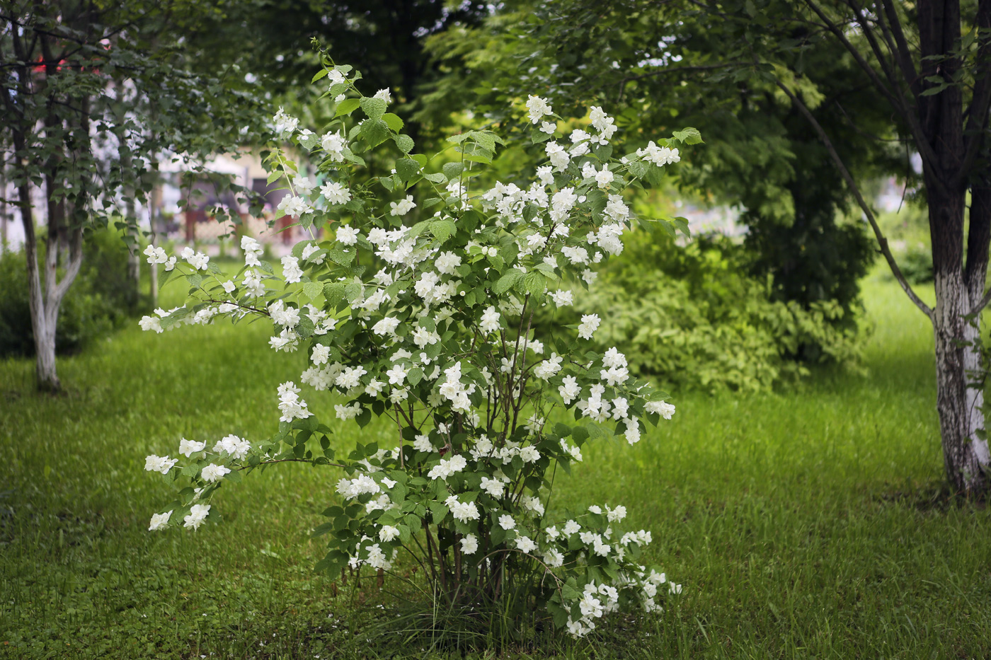 Image of Philadelphus coronarius specimen.