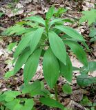 Lilium martagon