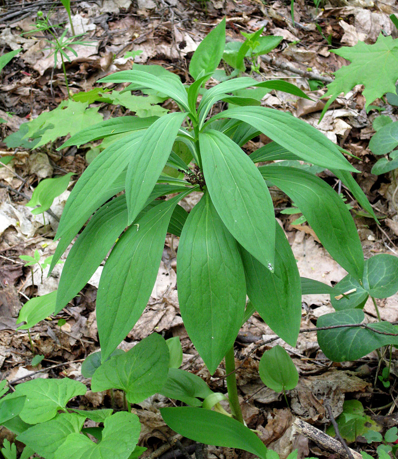 Изображение особи Lilium martagon.