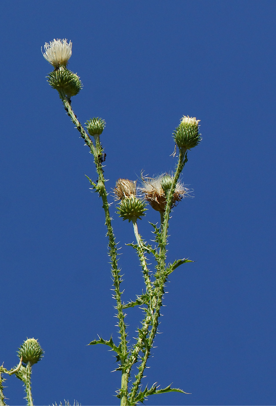 Изображение особи Carduus acanthoides.