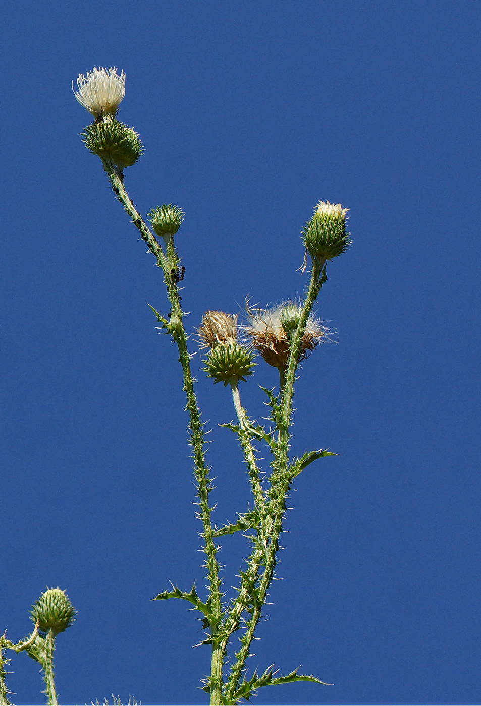 Image of Carduus acanthoides specimen.