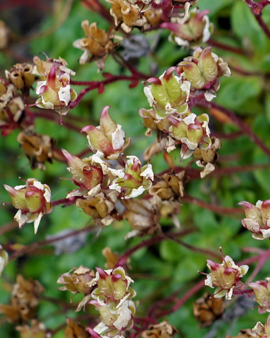 Изображение особи Micranthes merkii.