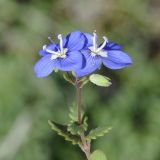 Veronica glauca